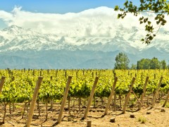 Reveillon nas Cordilheiras - Expedição Mendoza - Cerro Aconcágua - Vinícolas